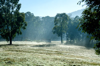 Morning mist of Healesville Victoria