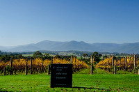 Domaine Chandon vineyard vista, Coldstream